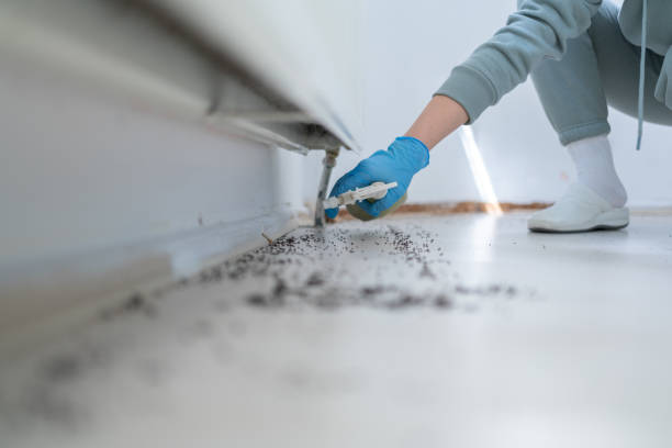 Best Mosquito Control Services  in Cass City, MI